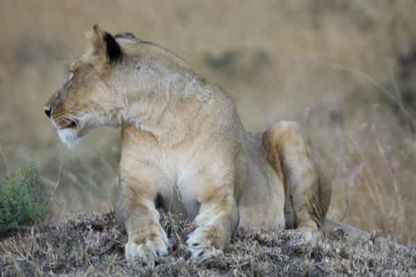 Leona - reserva nacional de Masai Mara - Kenia 2.jpg